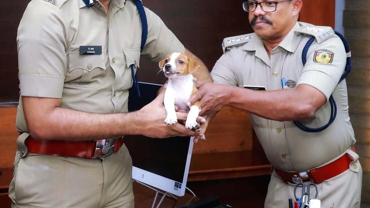 K9 squad inducts new canine members The Hindu